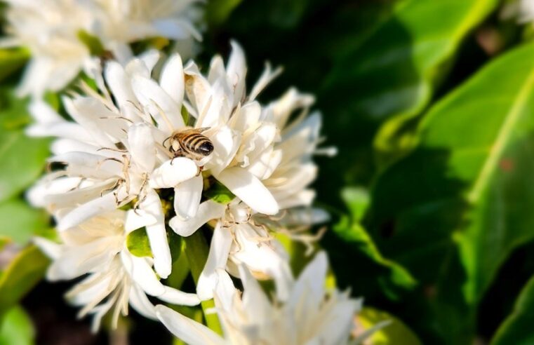 Espírito Santo: moldando o futuro da cafeicultura com sustentabilidade, inovação e logística integrada